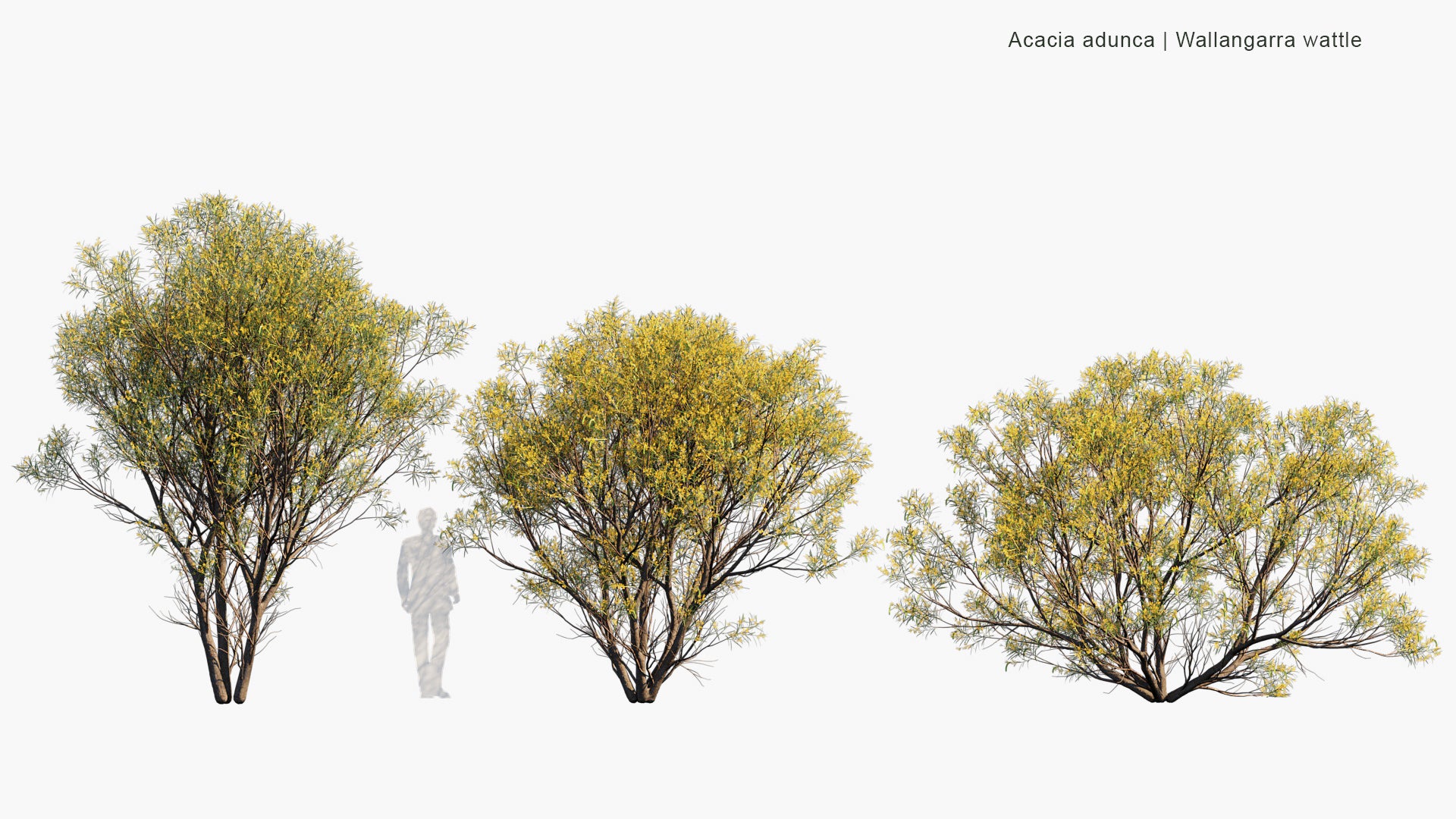 Acacia Adunca - Wallangarra Wattle, Cascade Wattle (3D Model)