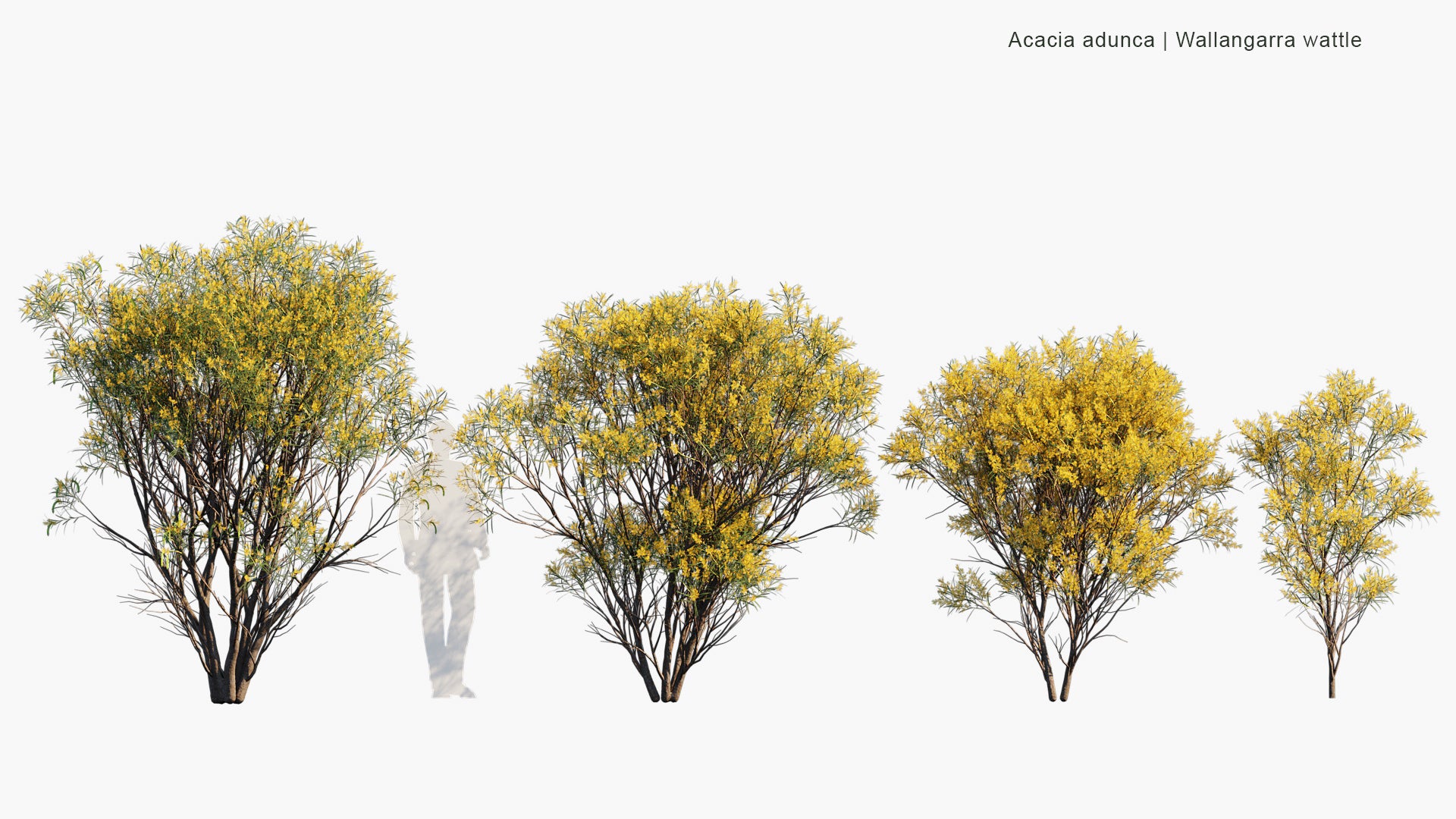 Acacia Adunca - Wallangarra Wattle, Cascade Wattle (3D Model)