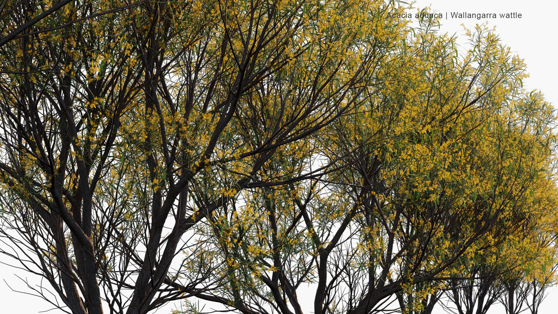 Acacia Adunca - Wallangarra Wattle, Cascade Wattle (3D Model)