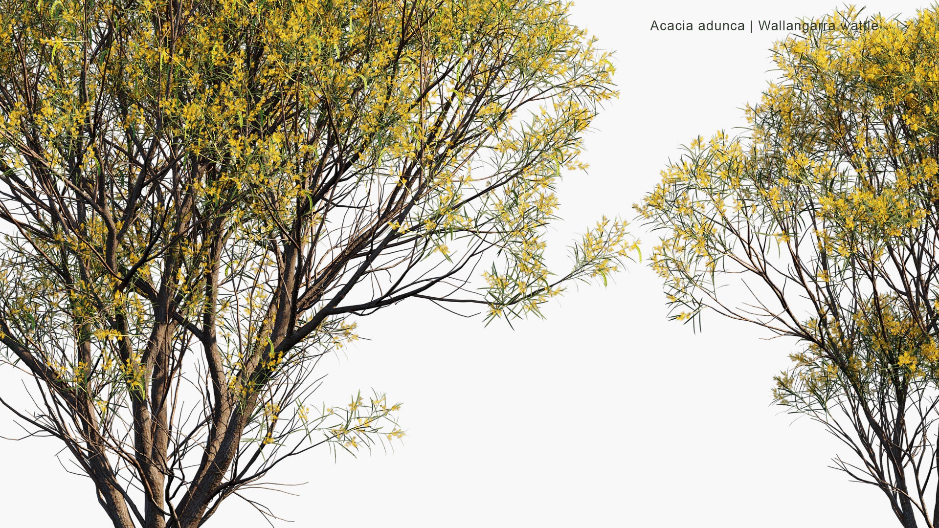 Acacia Adunca - Wallangarra Wattle, Cascade Wattle (3D Model)