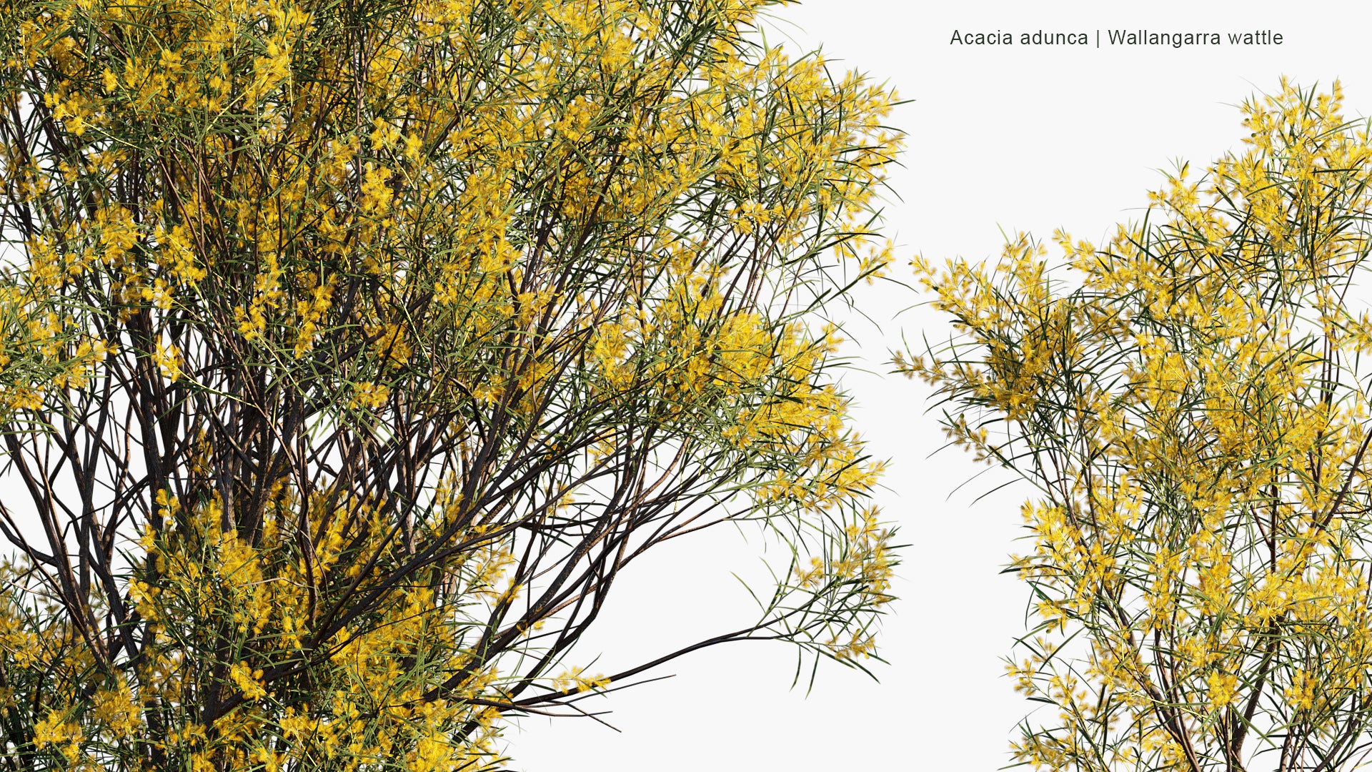 Acacia Adunca - Wallangarra Wattle, Cascade Wattle (3D Model)