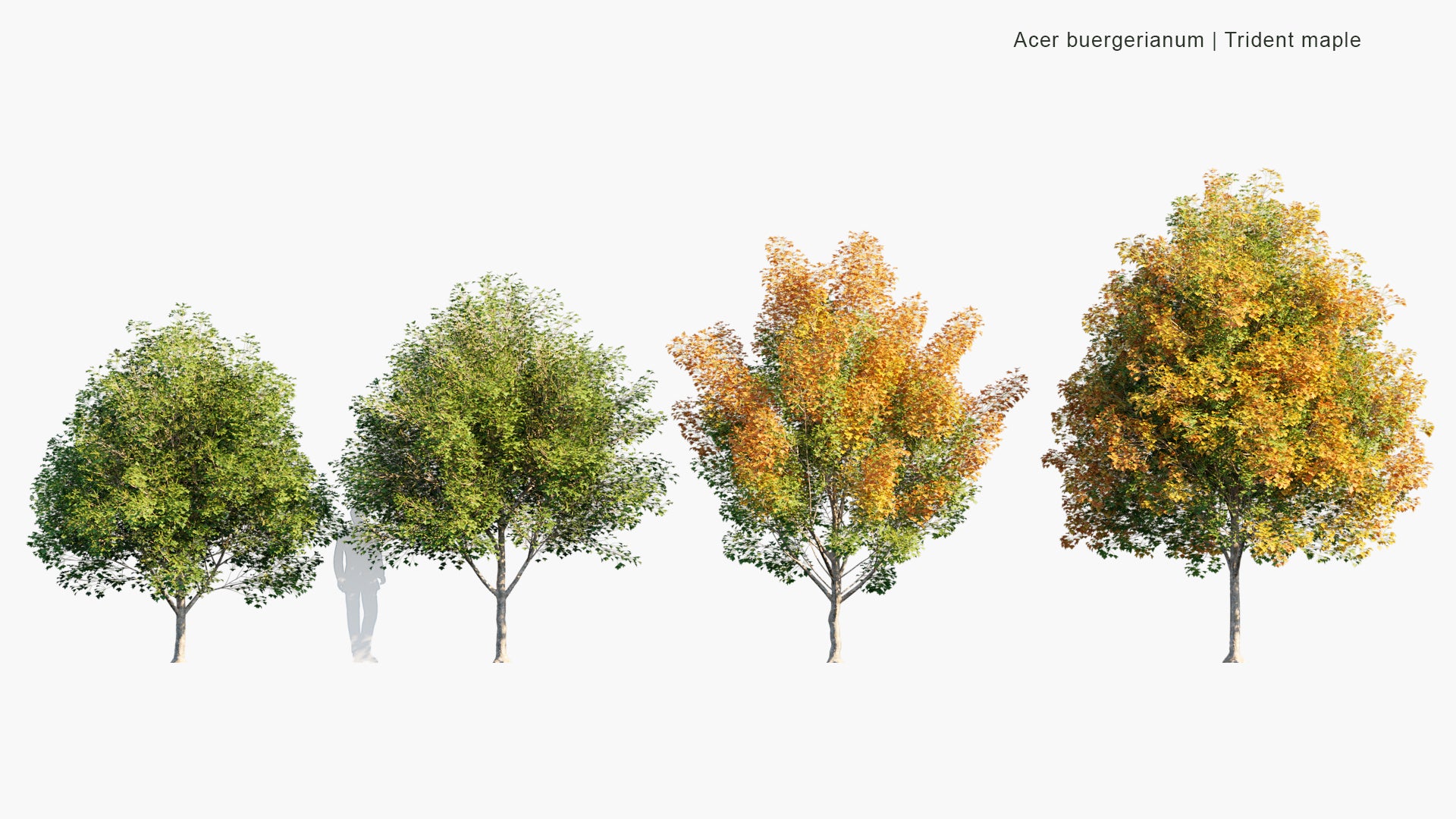 Acer Buergerianum - Trident Maple (3D Model)