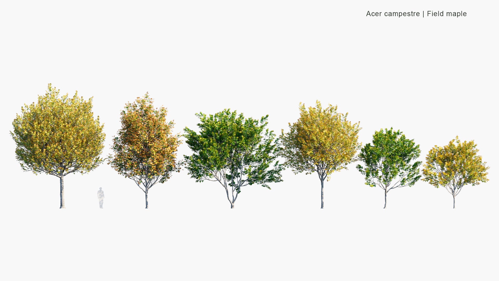 Low Poly Acer Campestre - Field Maple (3D Model)