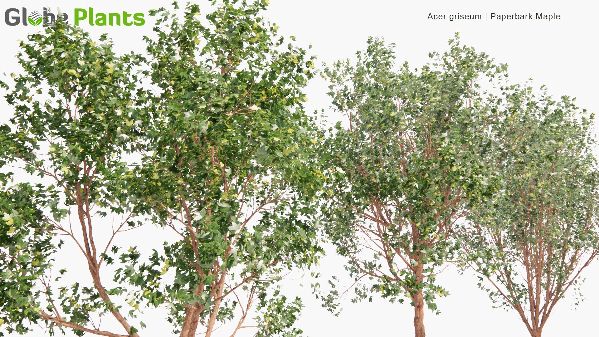 Low Poly Acer Griseum - Paperbark Maple (3D Model)
