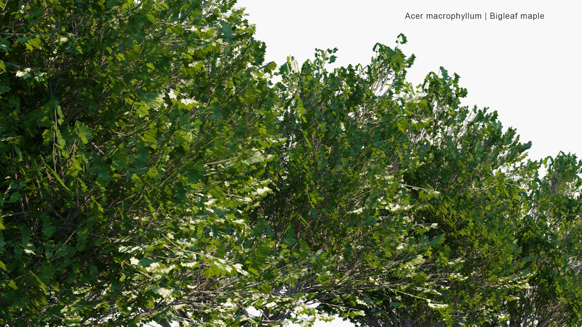 Low Poly Acer Macrophyllum - Bigleaf maple, Oregon Maple (3D Model)