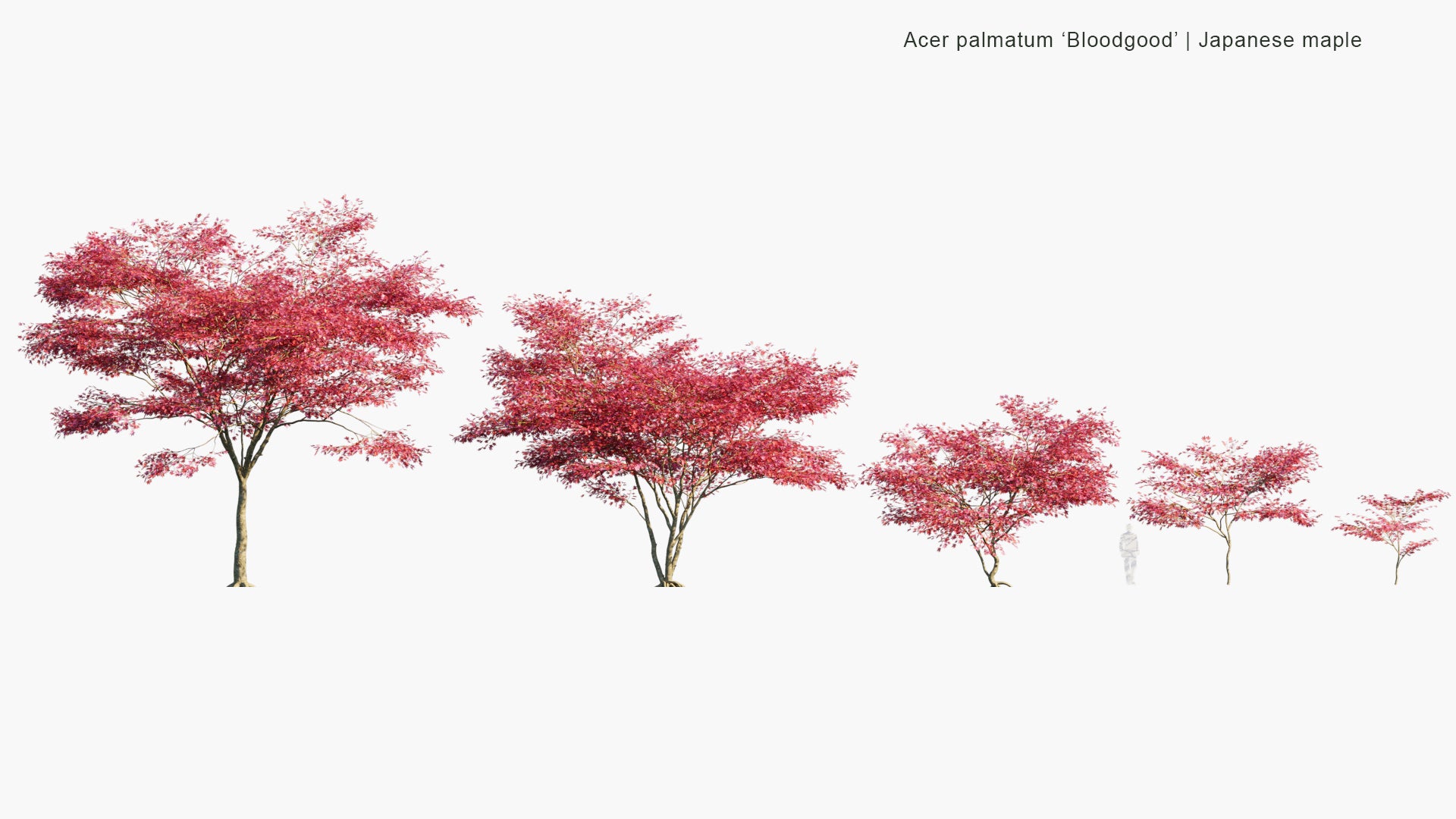 Acer Palmatum 'Bloodgood' 3D Model