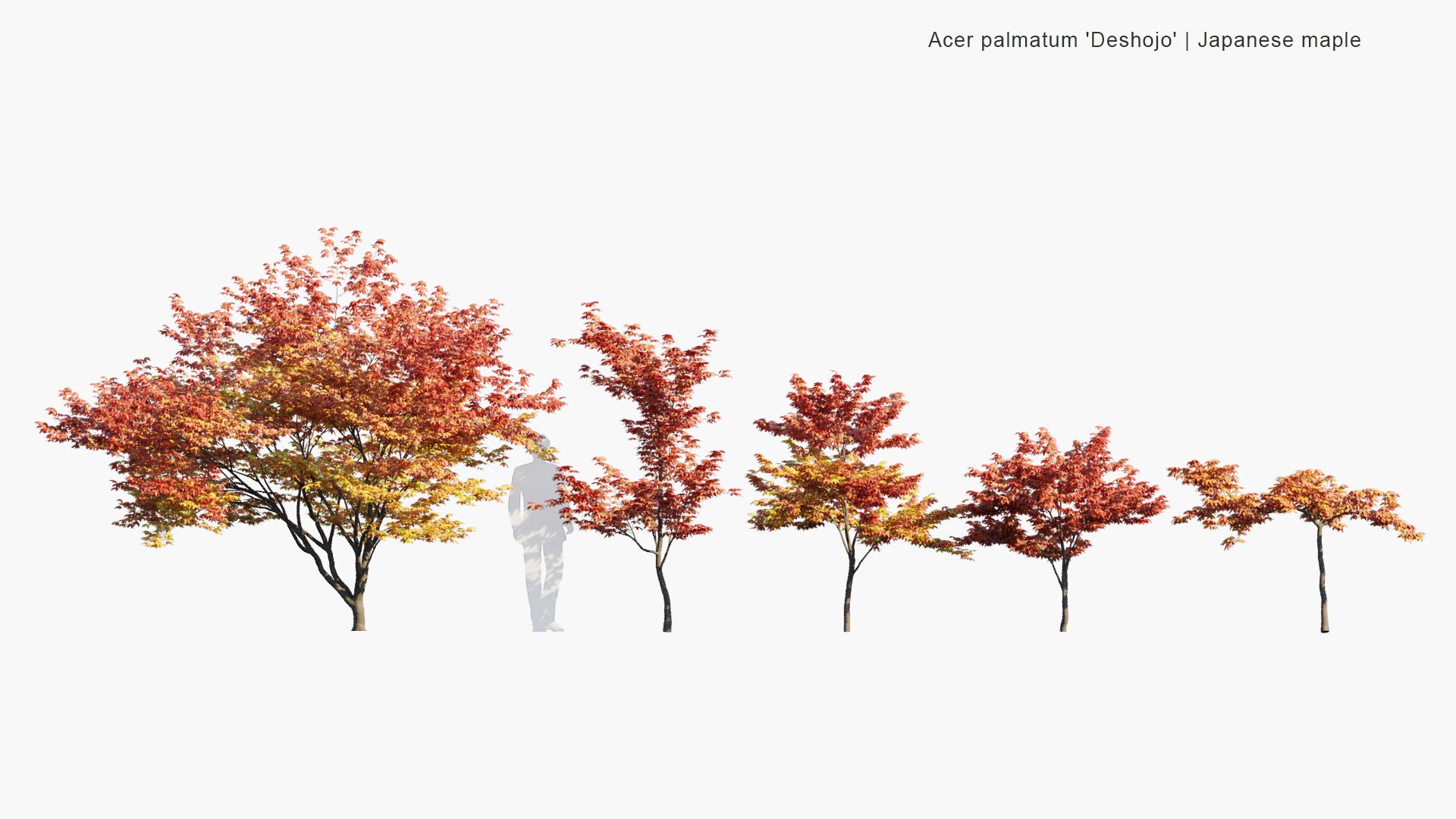 Acer Palmatum 'Deshojo' - Japanese Maple, Deshojo Maple, Red Japanese Maple (3D Model)