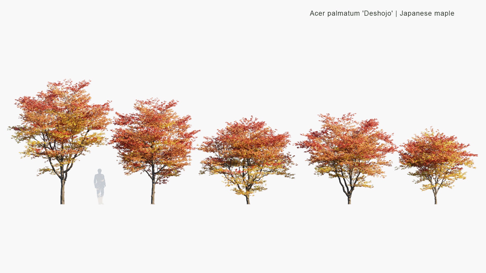 Acer Palmatum 'Deshojo' - Japanese Maple, Deshojo Maple, Red Japanese Maple (3D Model)