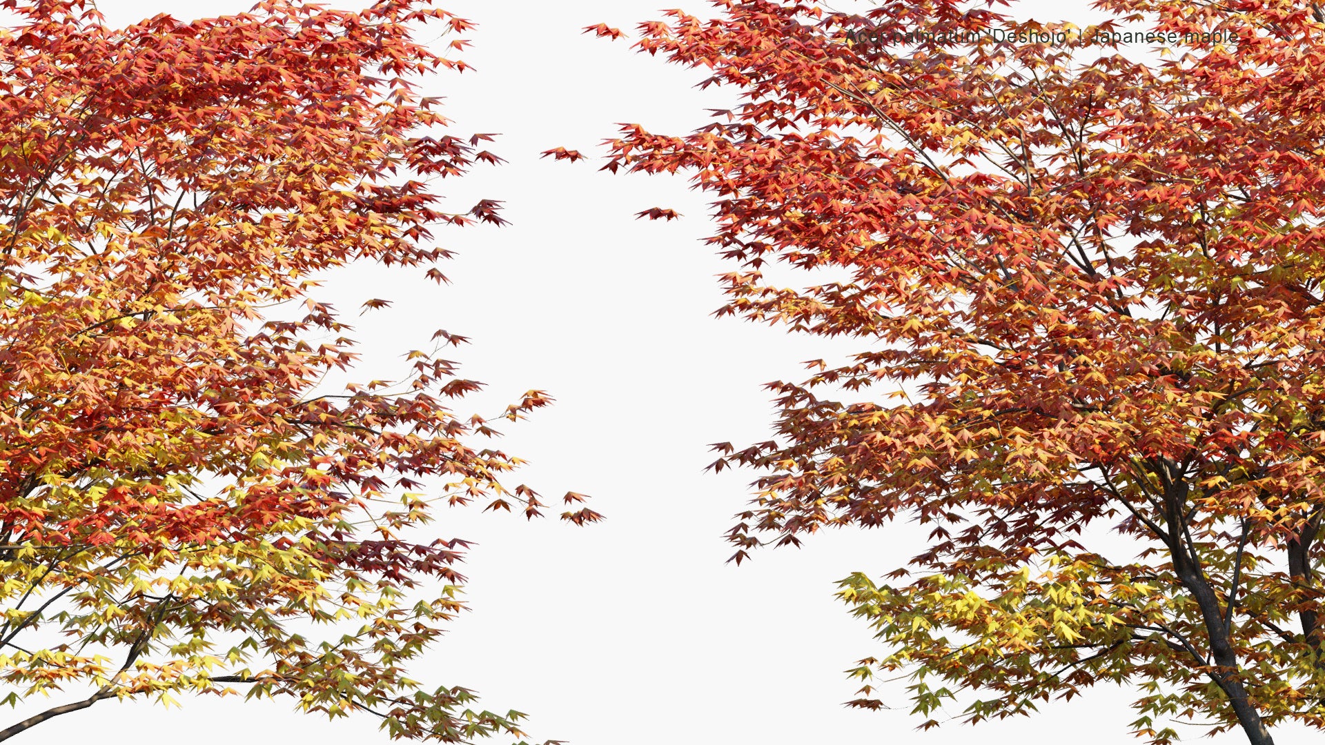 Low Poly Acer Palmatum 'Deshojo' - Japanese Maple, Deshojo Maple, Red Japanese Maple (3D Model)