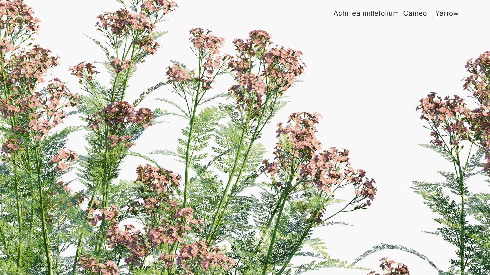 Low Poly Achillea Millefolium 'Cameo' - Yarrow (3D Model)