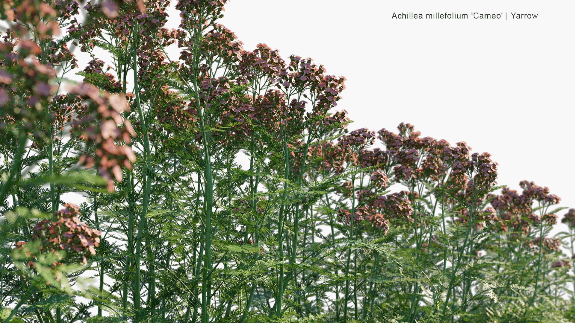 Achillea Millefolium 'Cameo' - Yarrow (3D Model)