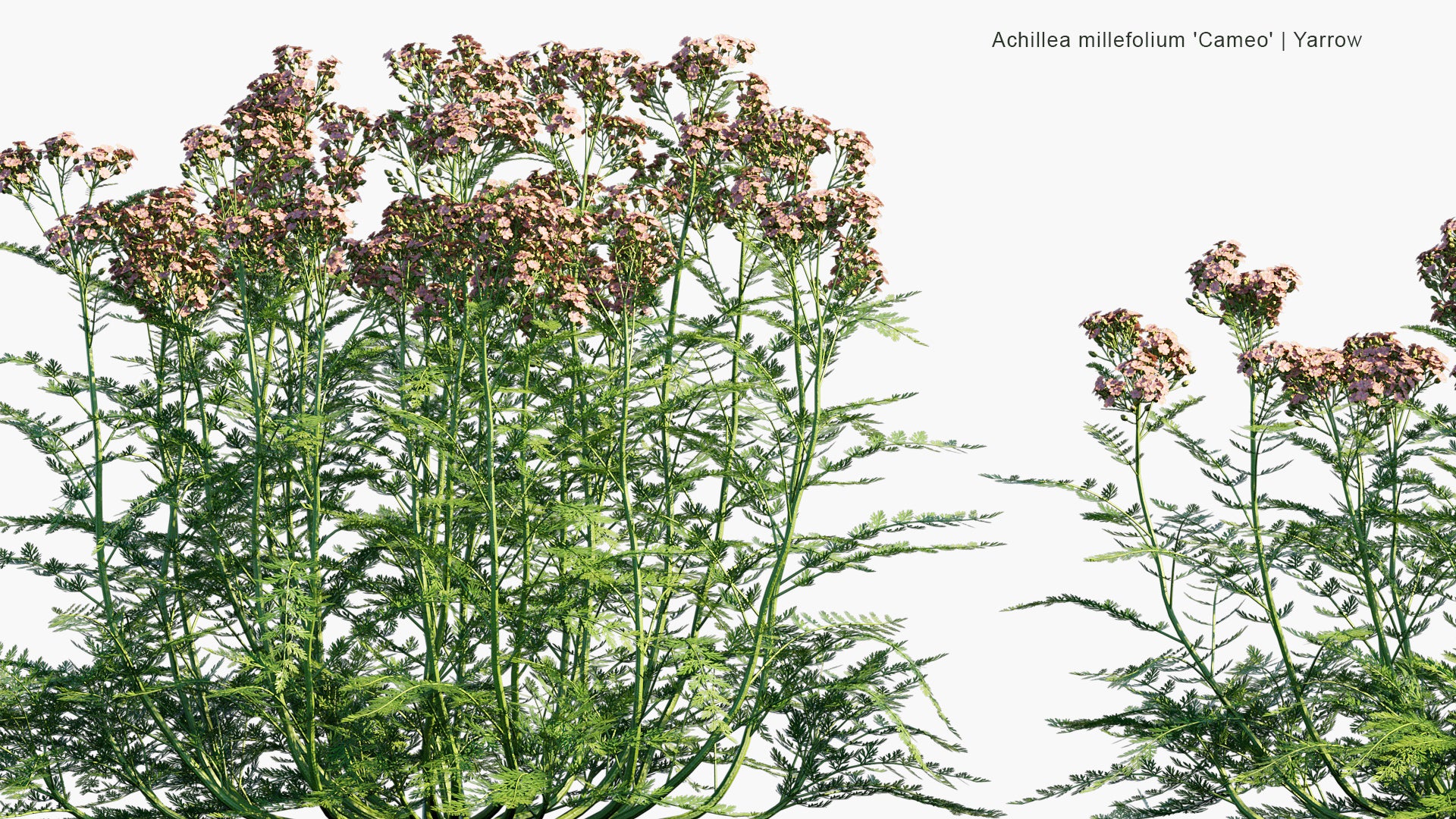 Achillea Millefolium 'Cameo' - Yarrow (3D Model)