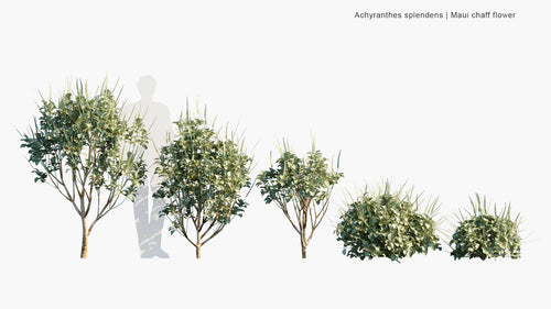Achyranthes Splendens