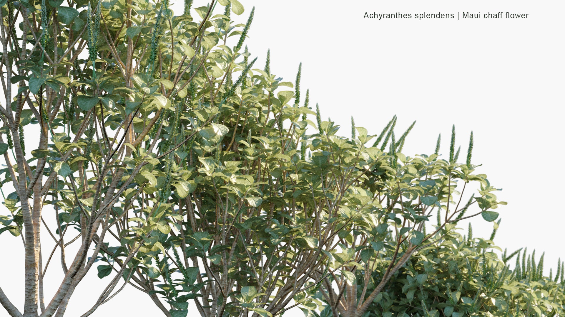 High Poly Achyranthes Splendens (Maui Chaff Flower) 3D Model