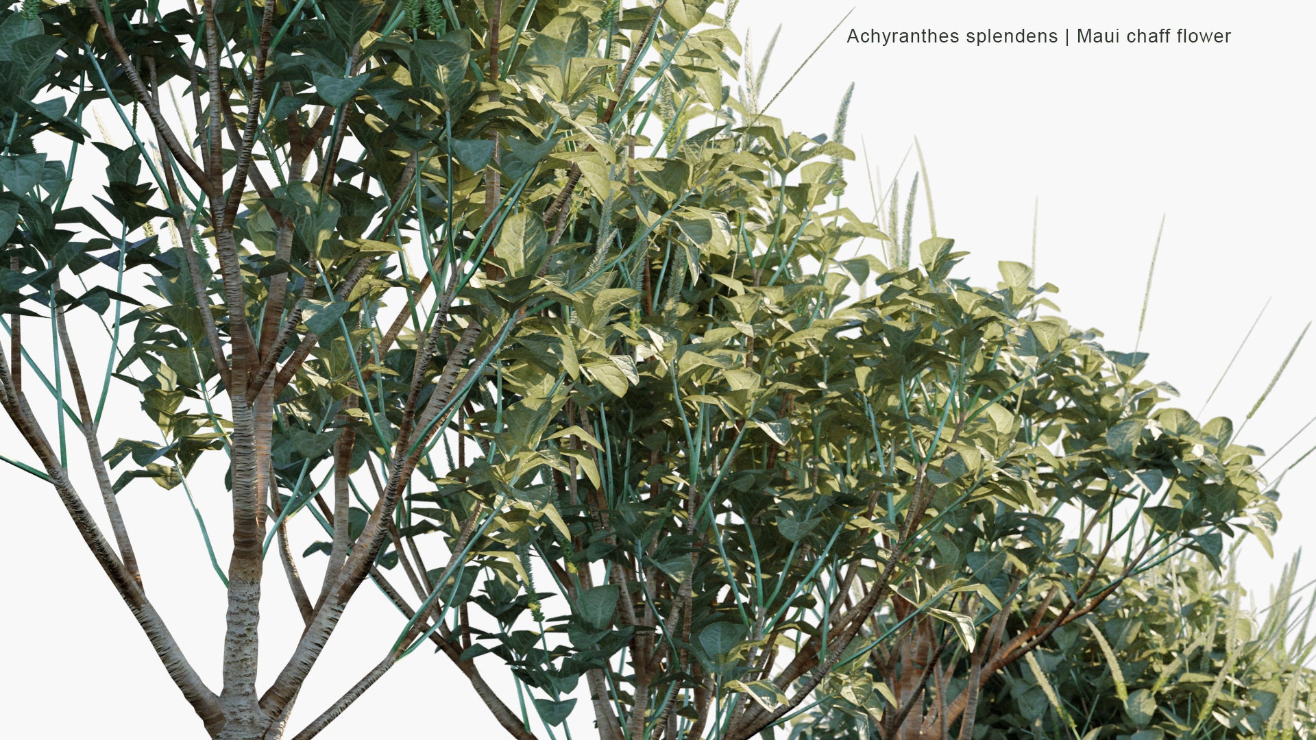 Low Poly Achyranthes Splendens (Maui Chaff Flower) 3D Model GlobePlants