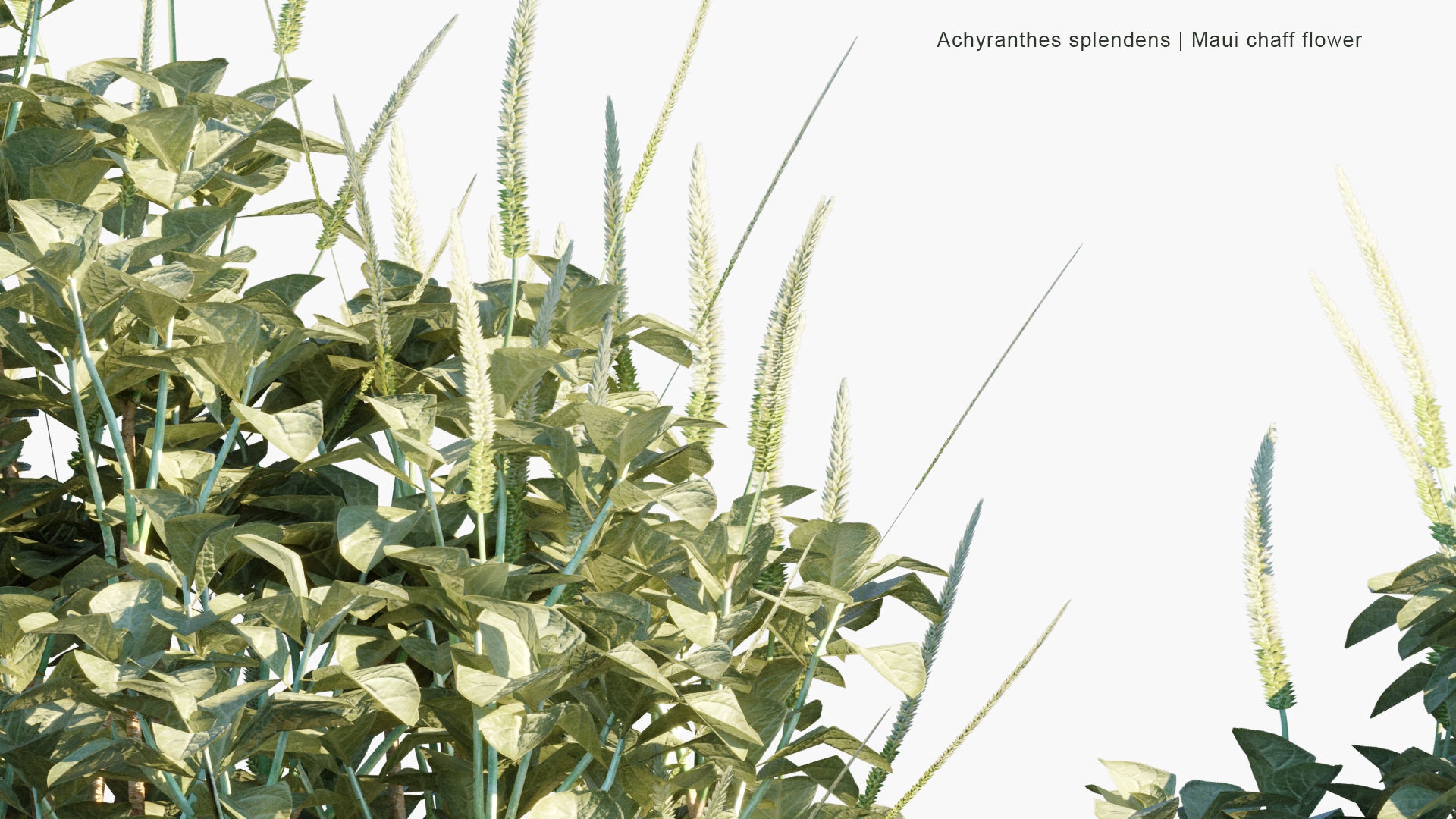 Low Poly Achyranthes Splendens - Maui Chaff Flower, Round Chaff Flower, Round-Leaf Chaff Flower (3D Model)
