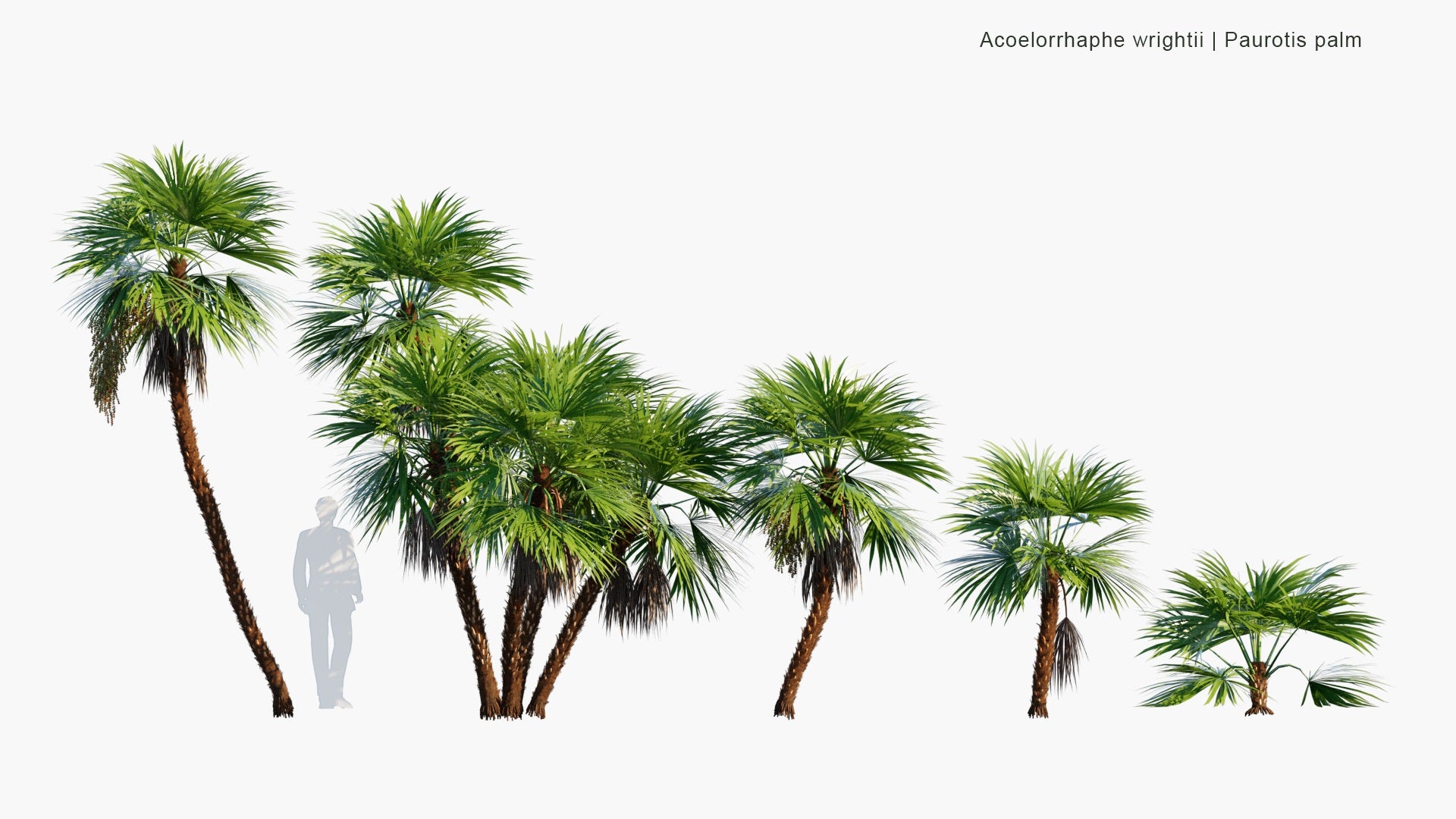 Low Poly Acoelorrhaphe Wrightii - Paurotis Palm, Everglades Palm, Madeira Palm (3D Model)
