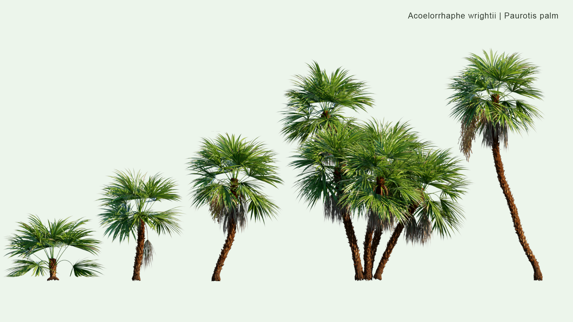2D Acoelorrhaphe Wrightii - Paurotis Palm, Everglades Palm, Madeira Palm