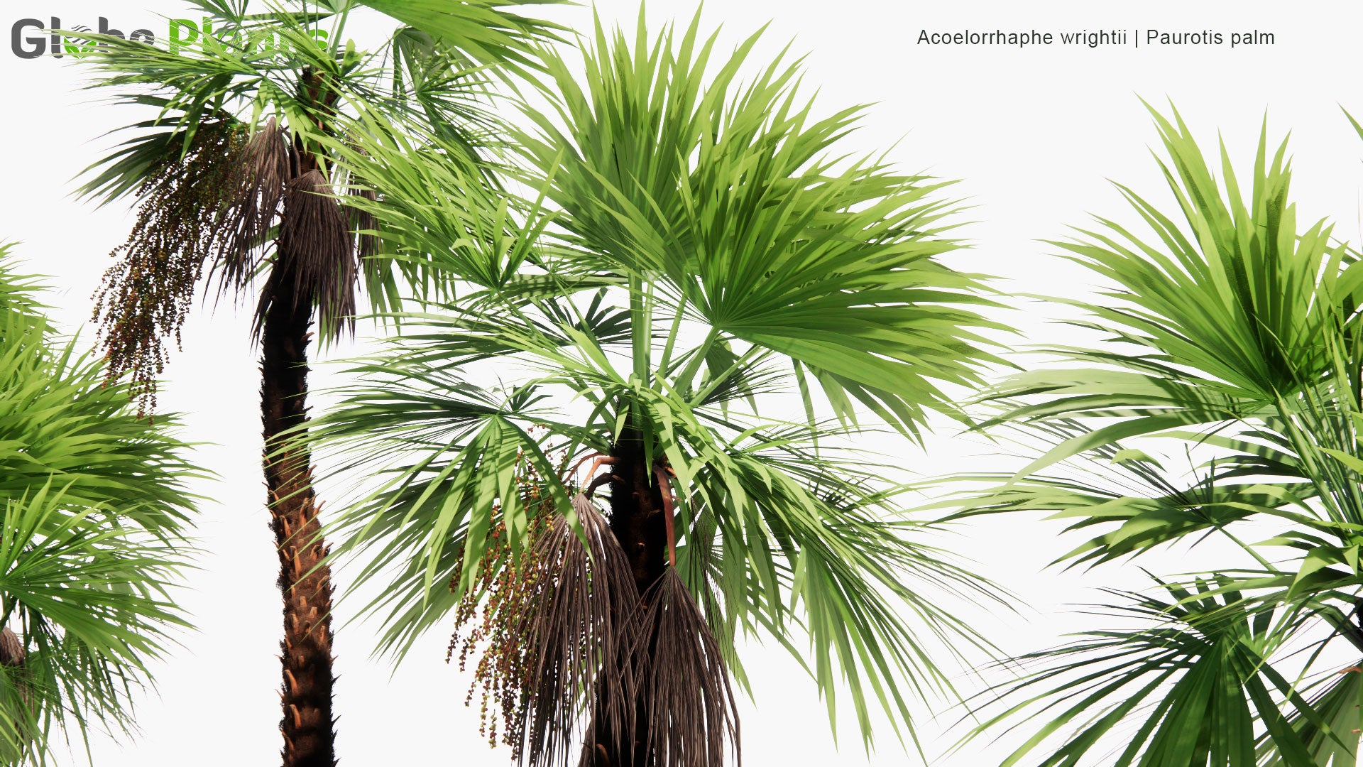 Low Poly Acoelorrhaphe Wrightii - Paurotis Palm, Everglades Palm, Madeira Palm (3D Model)