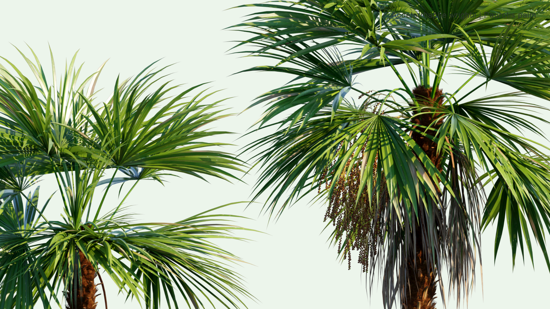 2D Acoelorrhaphe Wrightii - Paurotis Palm, Everglades Palm, Madeira Palm