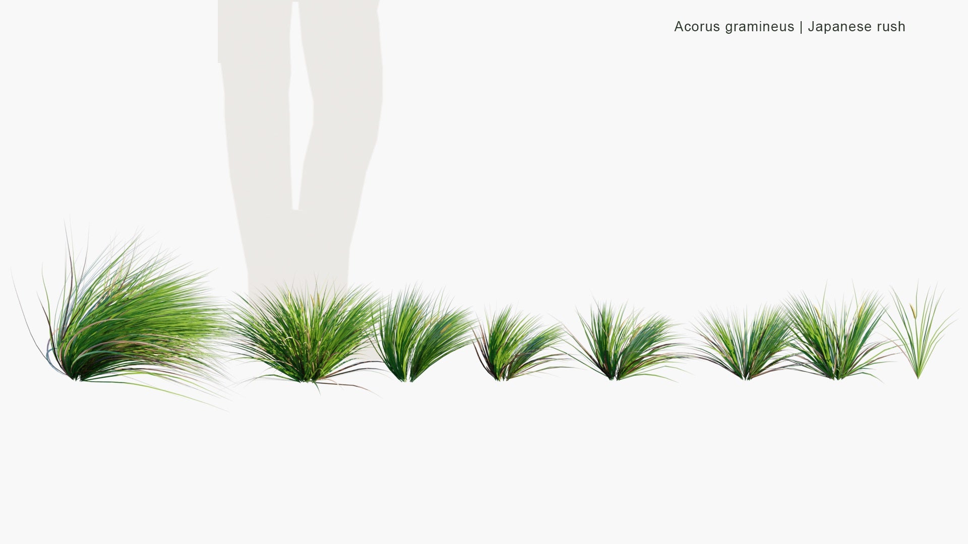 Low Poly Acorus Gramineus - Japanese Sweet Flag, Japanese Rush, Grassy-Leaved Sweet Flag, Grass-Leaf Sweet Flag (3D Model)