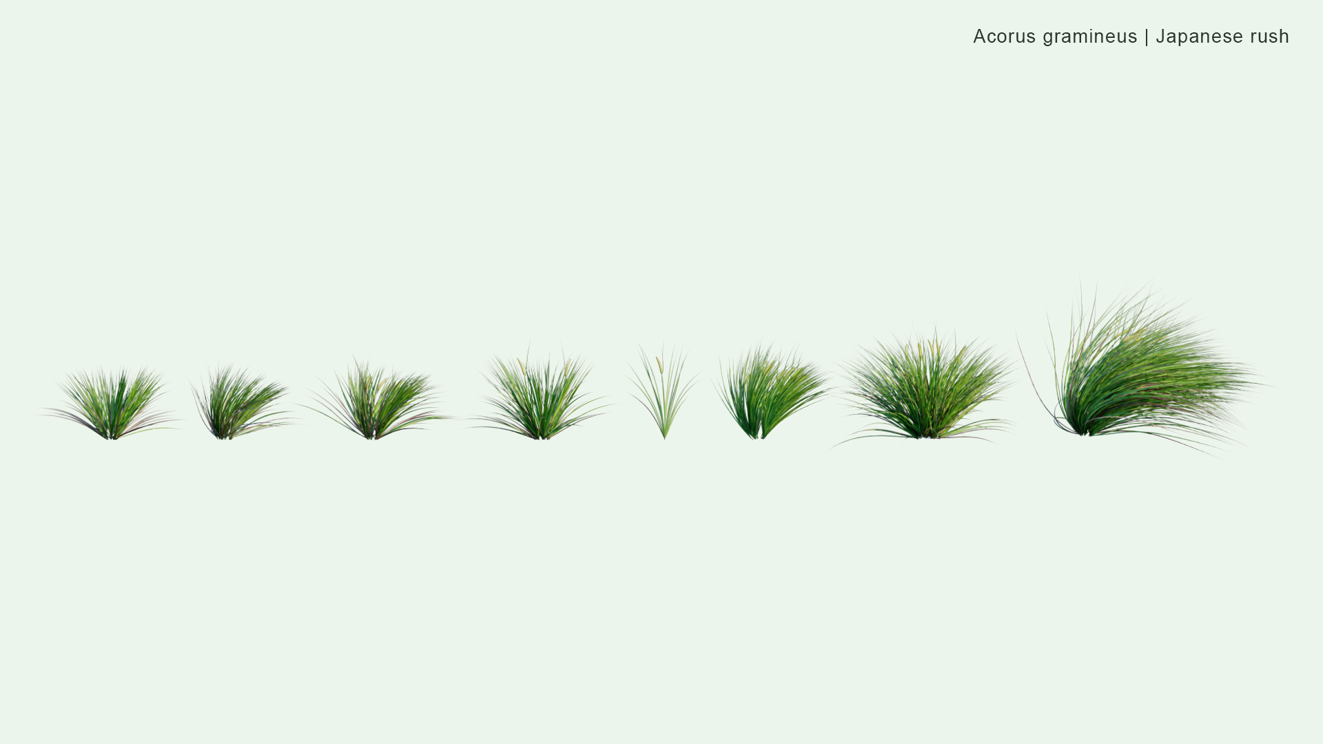 2D Acorus Calamus - Japanese Sweet Flag, Japanese Rush, Grassy-leaved Sweet Flag, Grass-leaf Sweet Flag