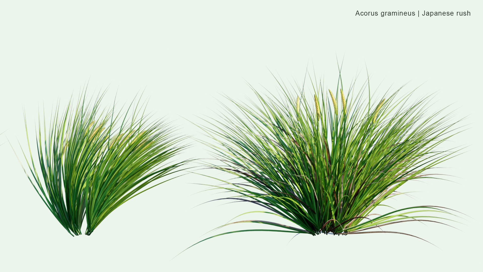 2D Acorus Calamus - Japanese Sweet Flag, Japanese Rush, Grassy-leaved Sweet Flag, Grass-leaf Sweet Flag