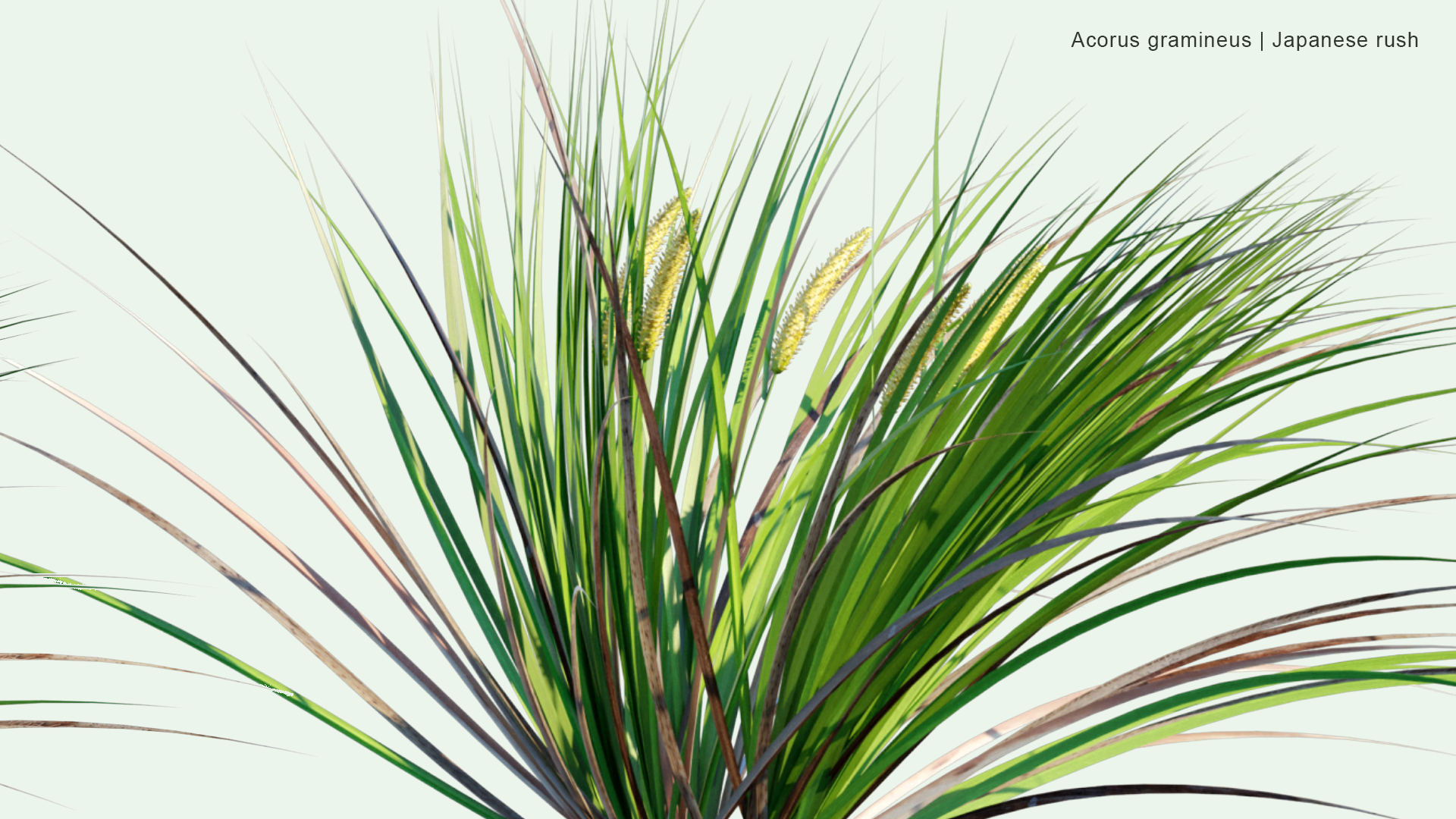 2D Acorus Calamus - Japanese Sweet Flag, Japanese Rush, Grassy-leaved Sweet Flag, Grass-leaf Sweet Flag