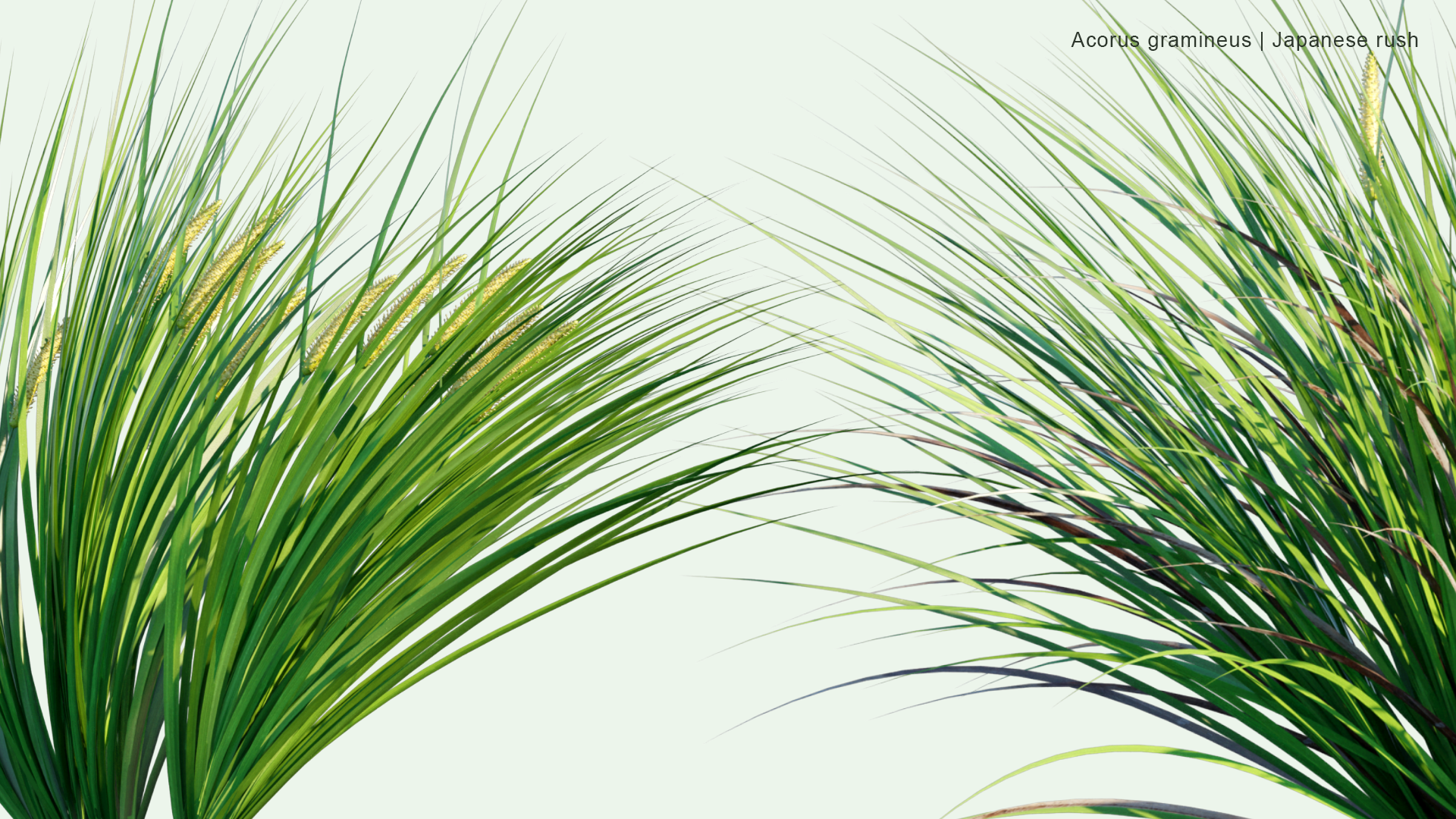 2D Acorus Calamus - Japanese Sweet Flag, Japanese Rush, Grassy-leaved Sweet Flag, Grass-leaf Sweet Flag