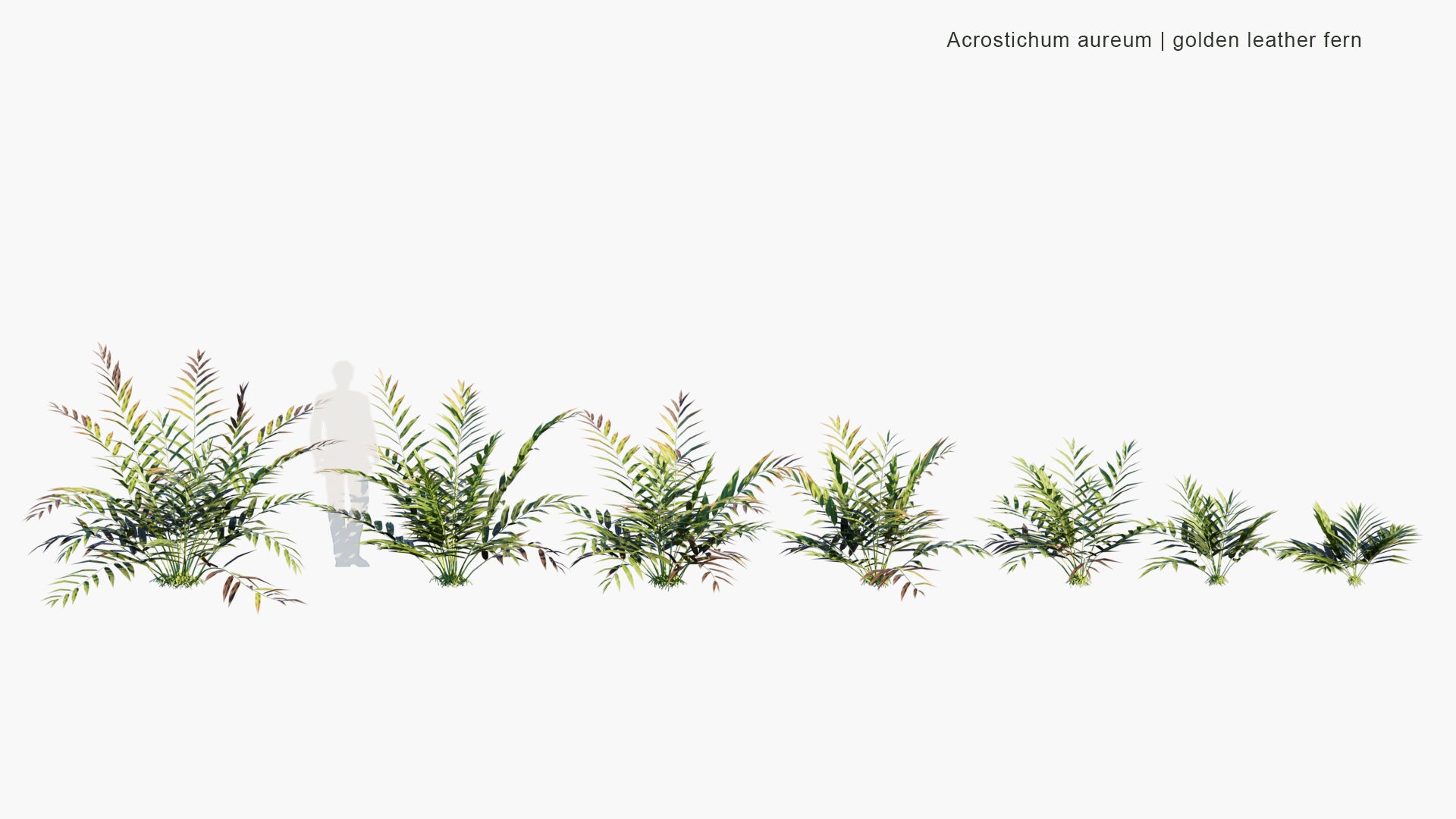 Low Poly Acrostichum Aureum - Golden Leather Fern, Swamp Fern, Mangrove Fern (3D Model)