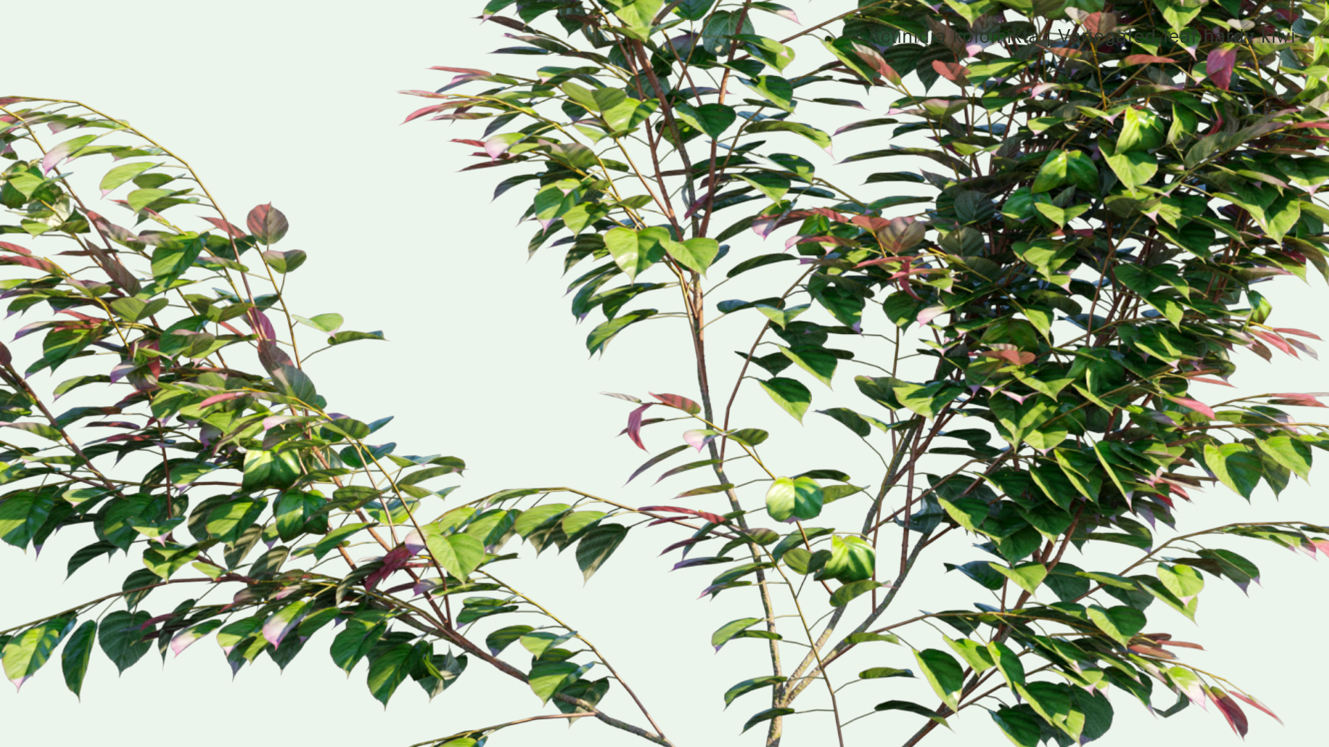 2D Actinidia Kolomikta - Variegated-leaf Hardy Kiwi