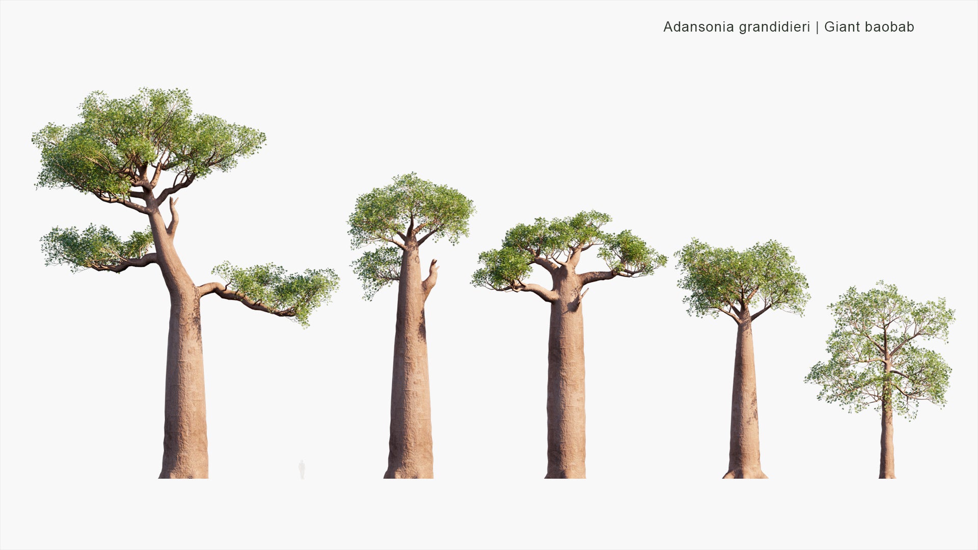 Low Poly Adansonia Grandidieri - Grandidier's Baobab, Giant Baobab, Baobab Malgache (3D Model)