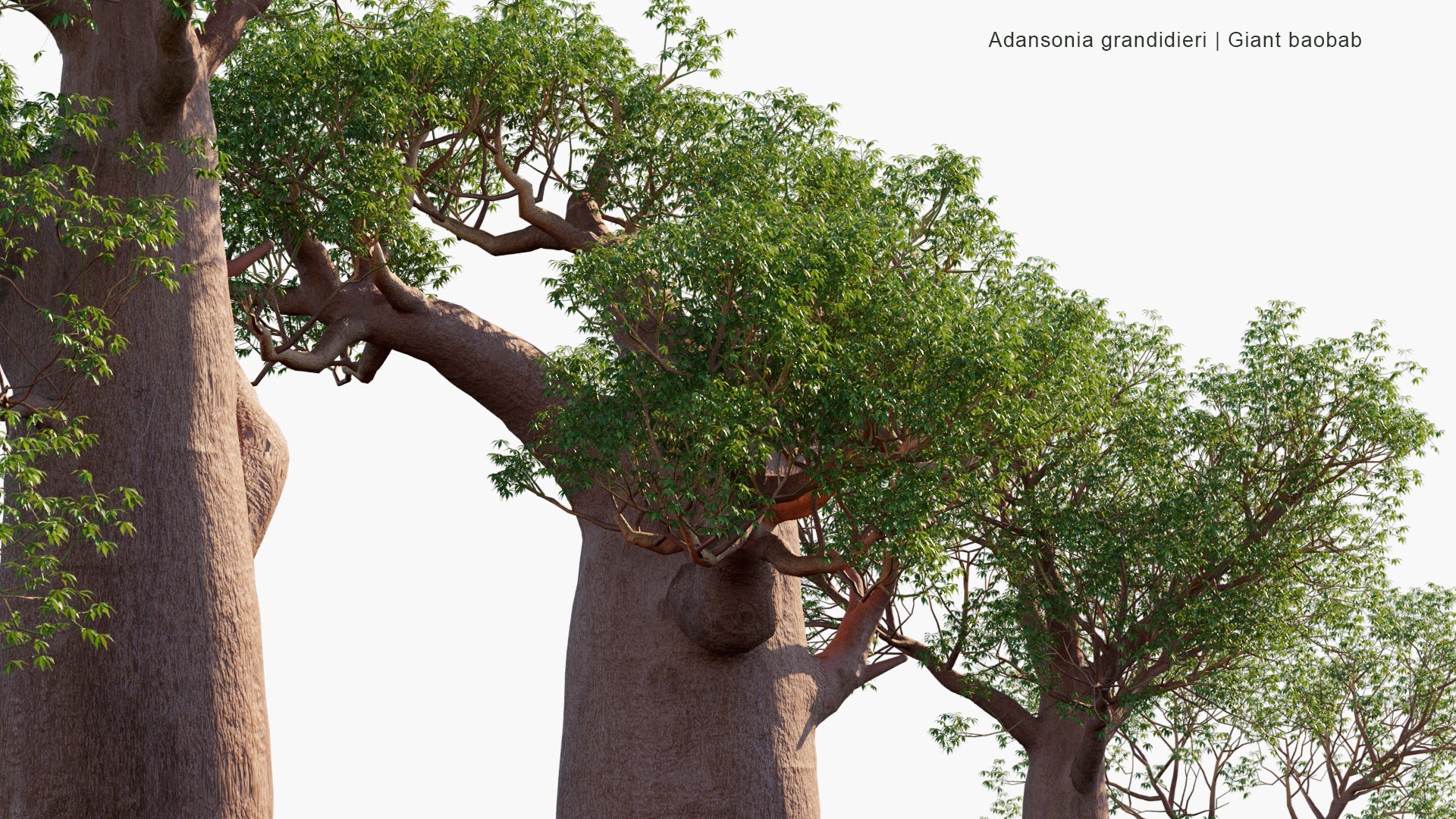 Adansonia Grandidieri - Grandidier's Baobab, Giant Baobab, Baobab Malgache (3D Model)