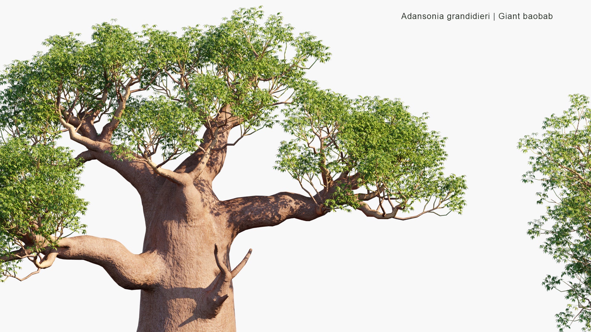 Adansonia Grandidieri - Grandidier's Baobab, Giant Baobab, Baobab Malgache (3D Model)