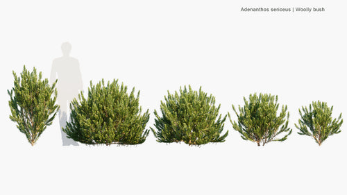 Adenanthos Sericeus