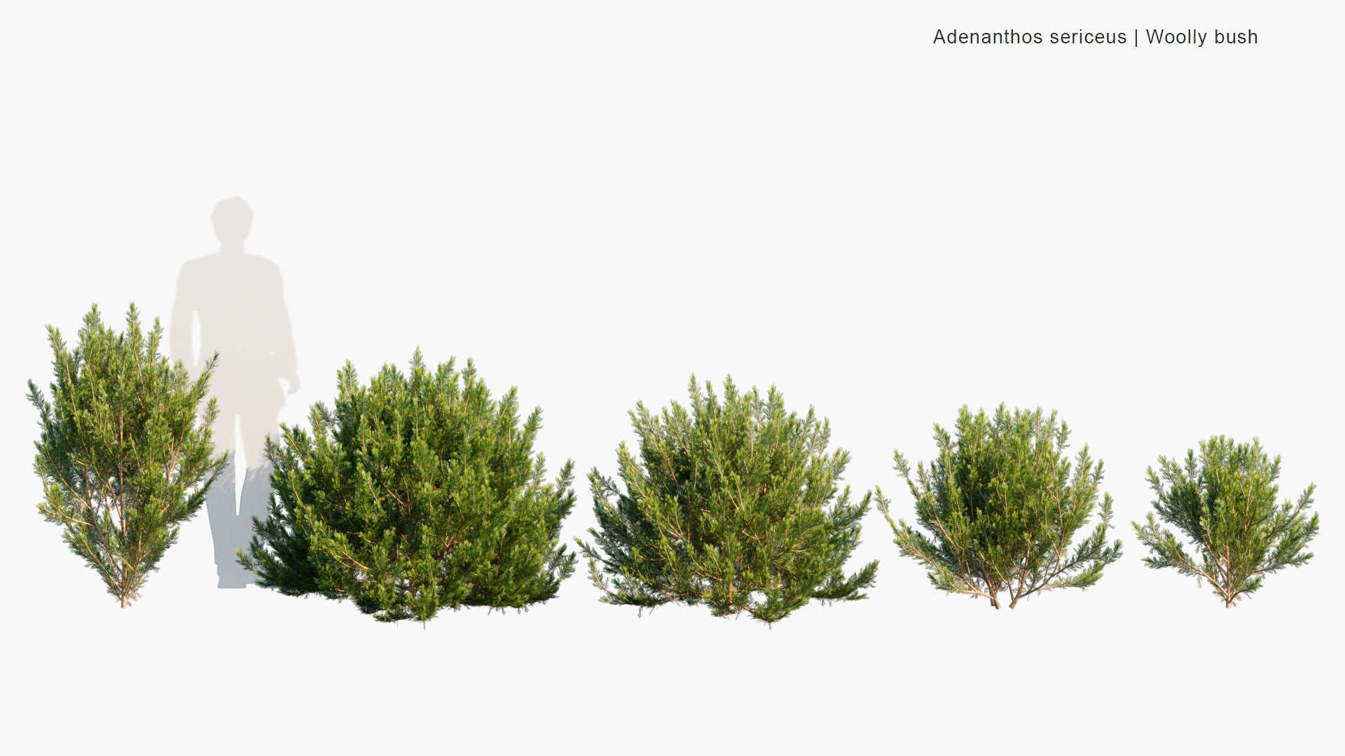 Low Poly Adenanthos Sericeus - Woolly Bush (3D Model)