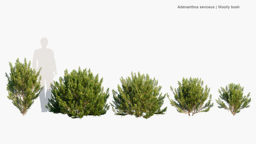 Adenanthos Sericeus 