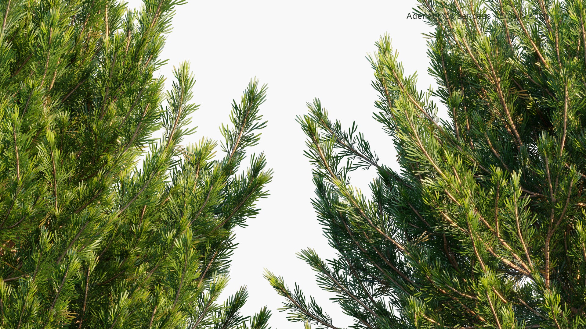Low Poly Adenanthos Sericeus - Woolly Bush (3D Model)