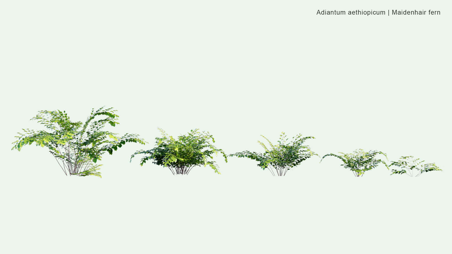 2D Adiantum Aethiopicum - Maidenhair Fern