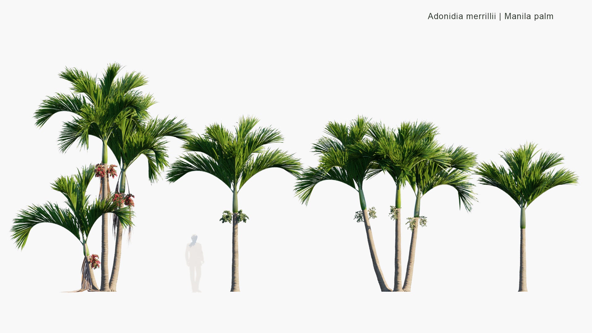 Adonidia Merrillii - Manila Palm (3D Model)