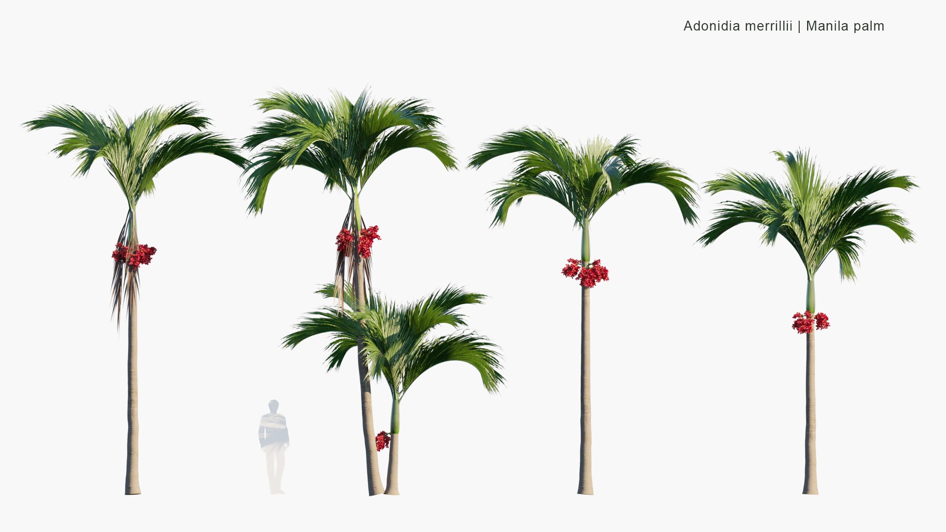 Low Poly Adonidia Merrillii - Manila Palm (3D Model)