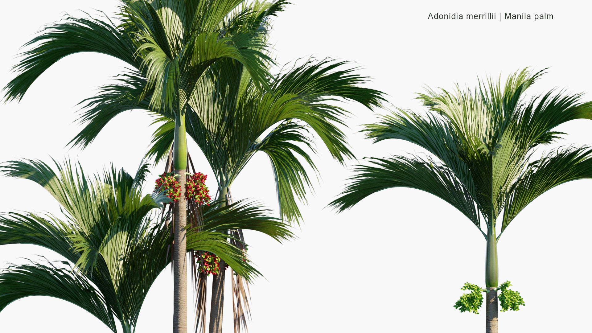 Low Poly Adonidia Merrillii - Manila Palm (3D Model)