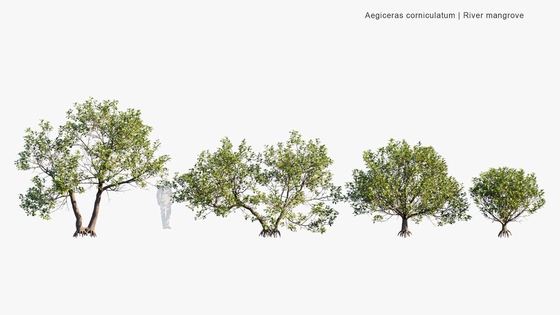 Low Poly Aegiceras Corniculatum - River Mangrove (3D Model)