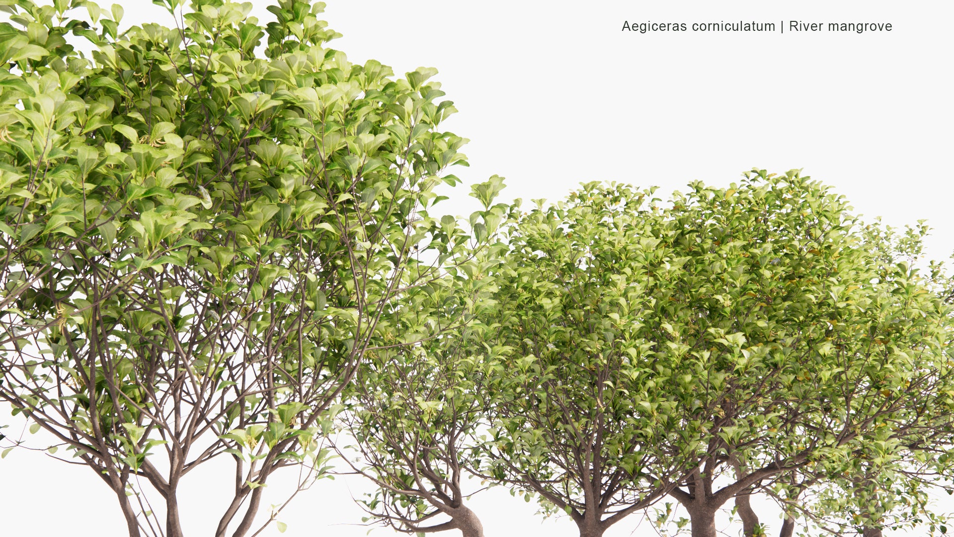 Low Poly Aegiceras Corniculatum - River Mangrove (3D Model)
