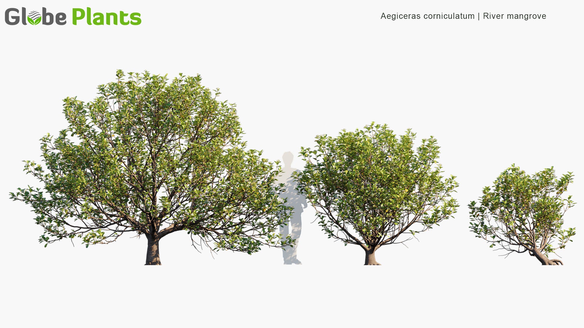 Aegiceras Corniculatum - River Mangrove