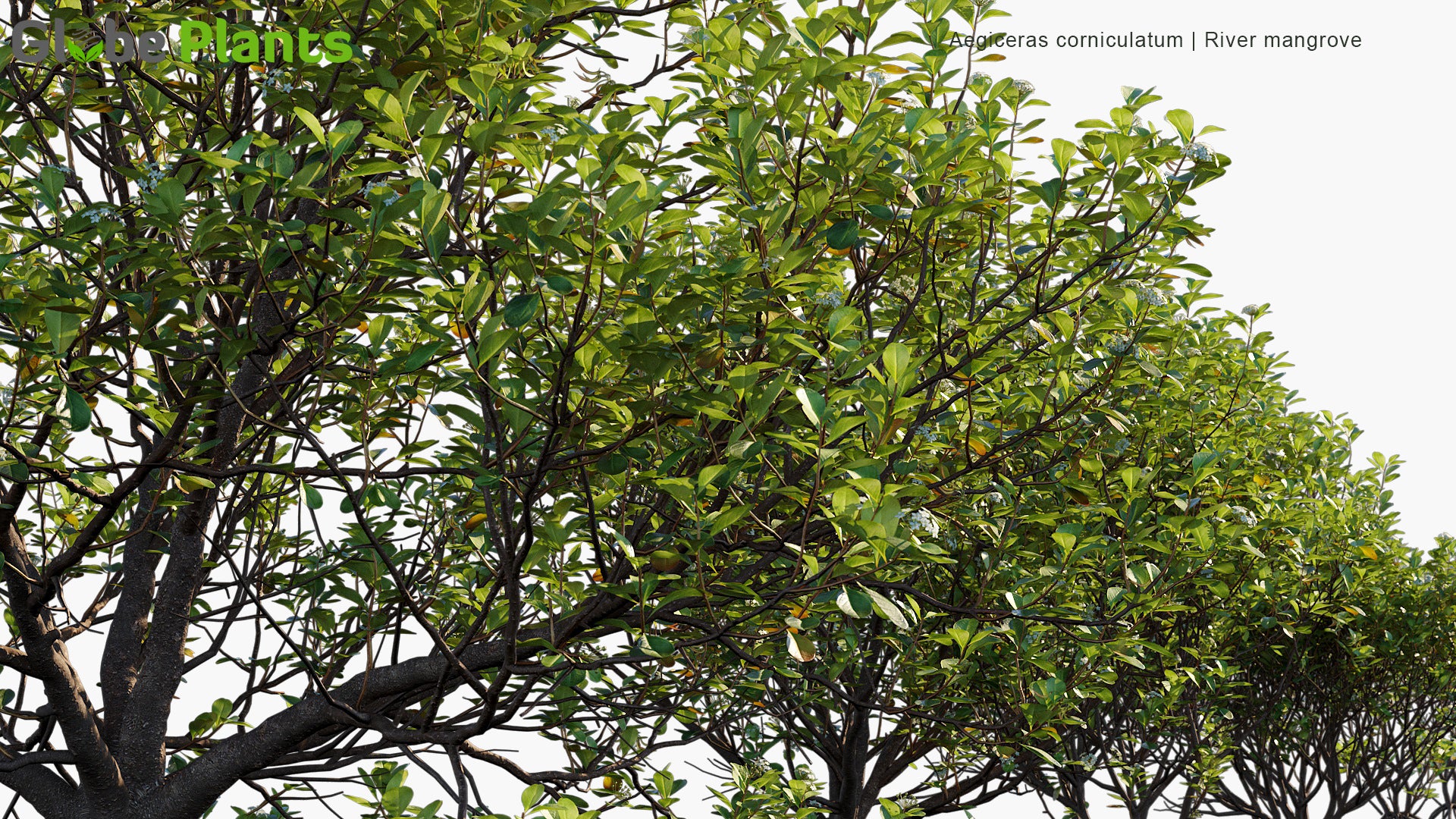 Aegiceras Corniculatum - River Mangrove