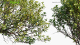 Load image into Gallery viewer, Aegiceras Corniculatum - River Mangrove