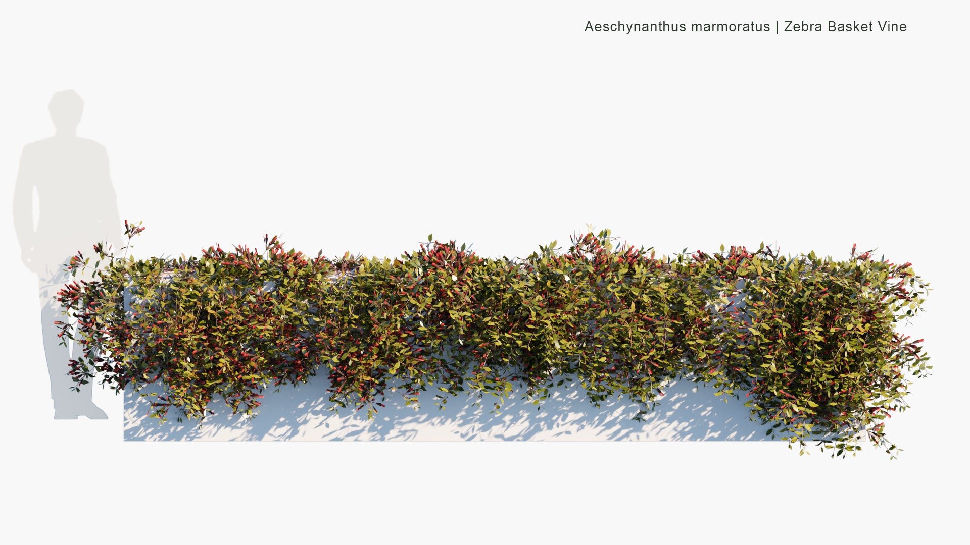 Low Poly Aeschynanthus Marmoratus - Zebra Basket Vine (3D Model)