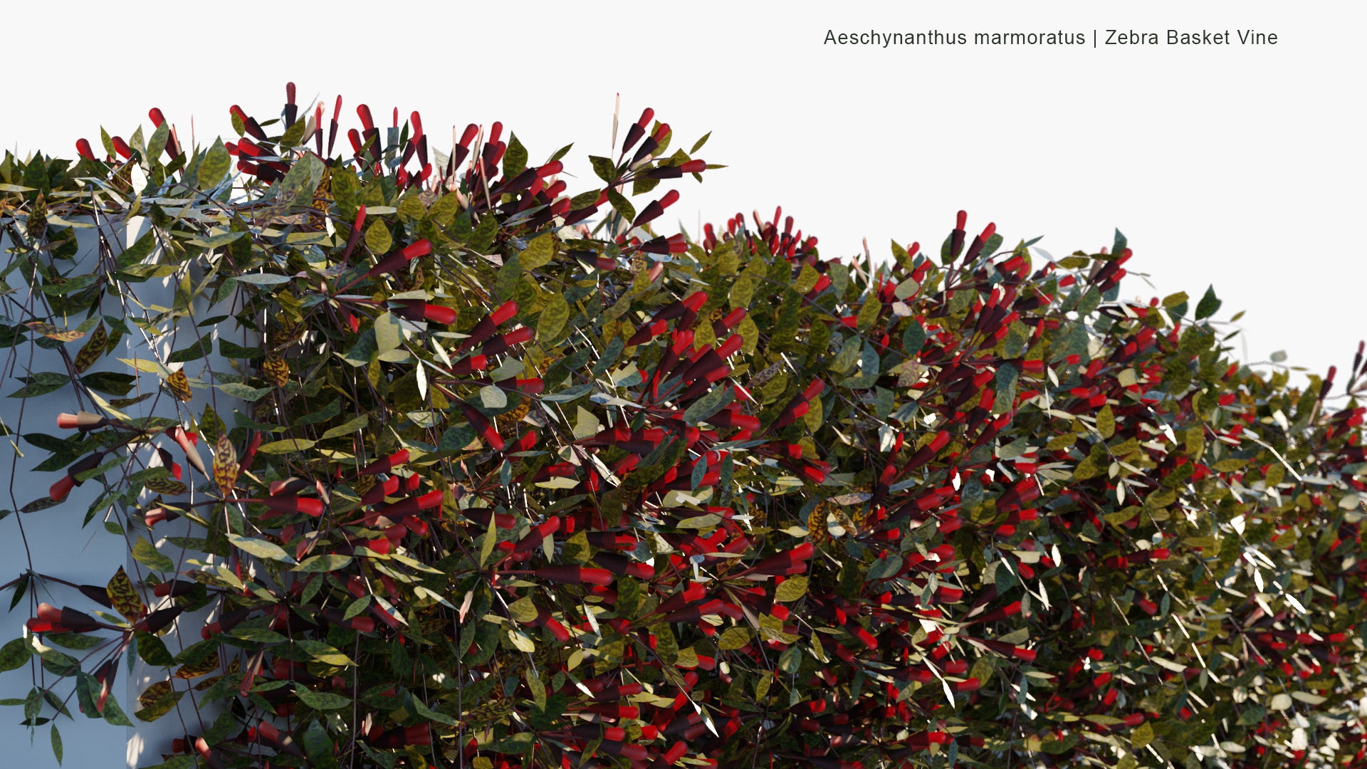 Low Poly Aeschynanthus Marmoratus - Zebra Basket Vine (3D Model)