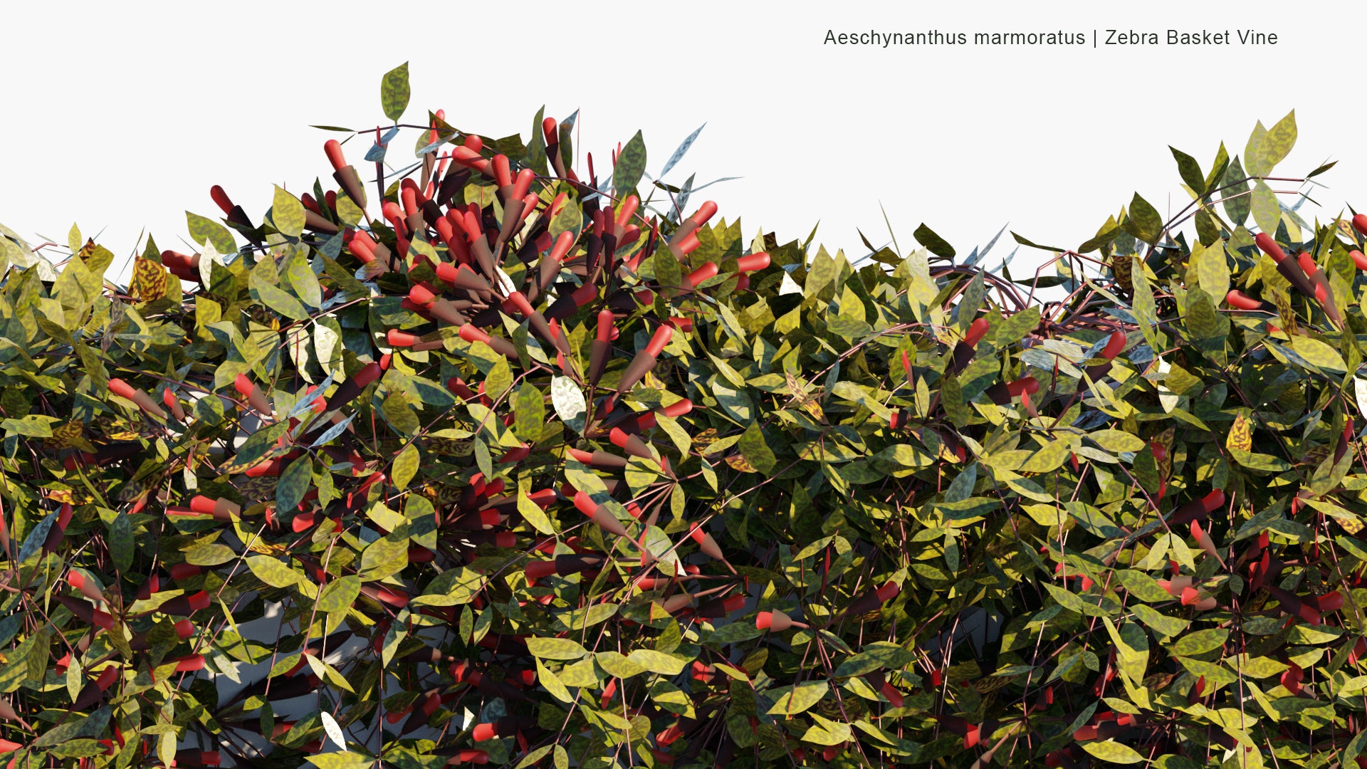 Low Poly Aeschynanthus Marmoratus - Zebra Basket Vine (3D Model)